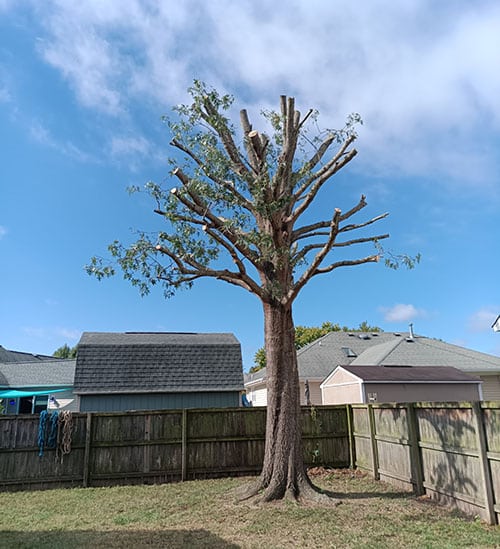 After crown reduction pruning on a large Pin Oak tree showing a balanced, reduced canopy, not topped.