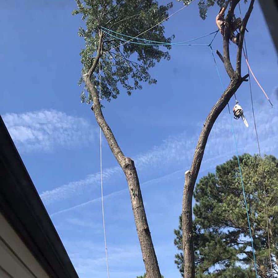 Skilled arborist from The Whole 9 Tree Service safely rigging and cutting down a large maple tree branch in close proximity to a residential house, utilizing specialized climbing gear.