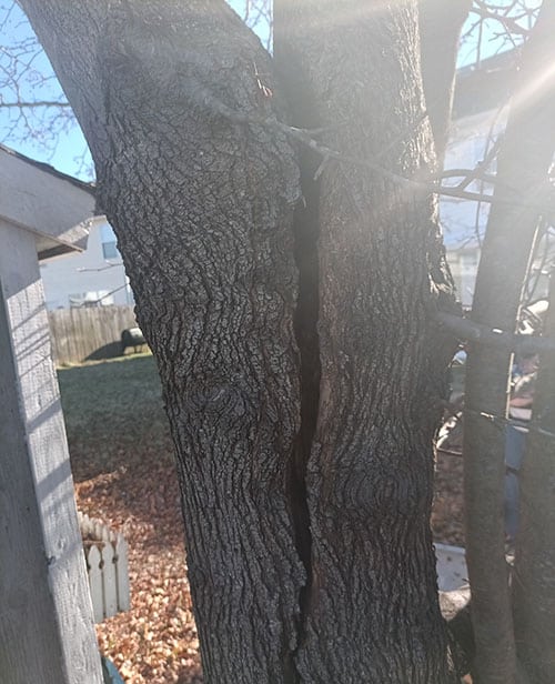 Close-up photo of a mature Bradford Pear tree trunk that has split in half vertically following a high wind storm in Chesapeake, VA. The split travels the separated grains of 2 sections of the tree that crowded each other as the tree grew.