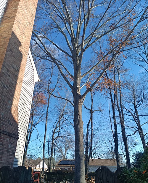 After photo of a large, healthy oak tree with selective limbs removed, showing increased clearance between the canopy and a residential house roof.