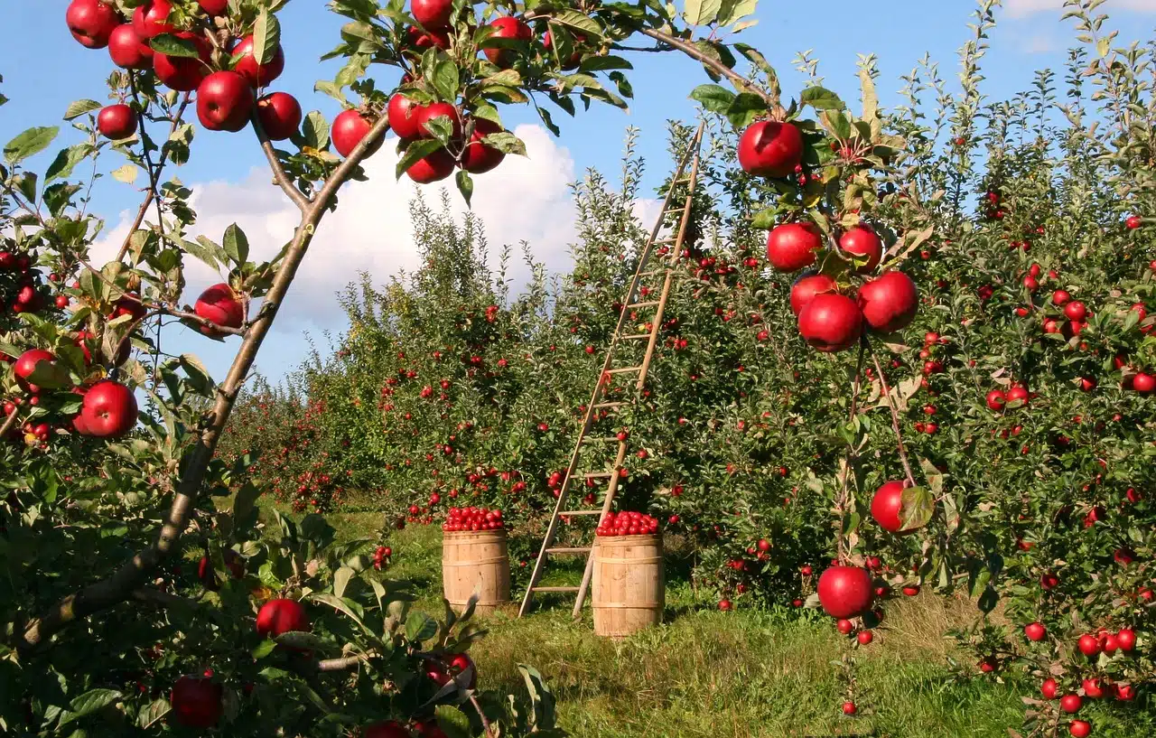 Sunny autumn day in a Virginia Beach backyard apple orchard, with young apple trees.